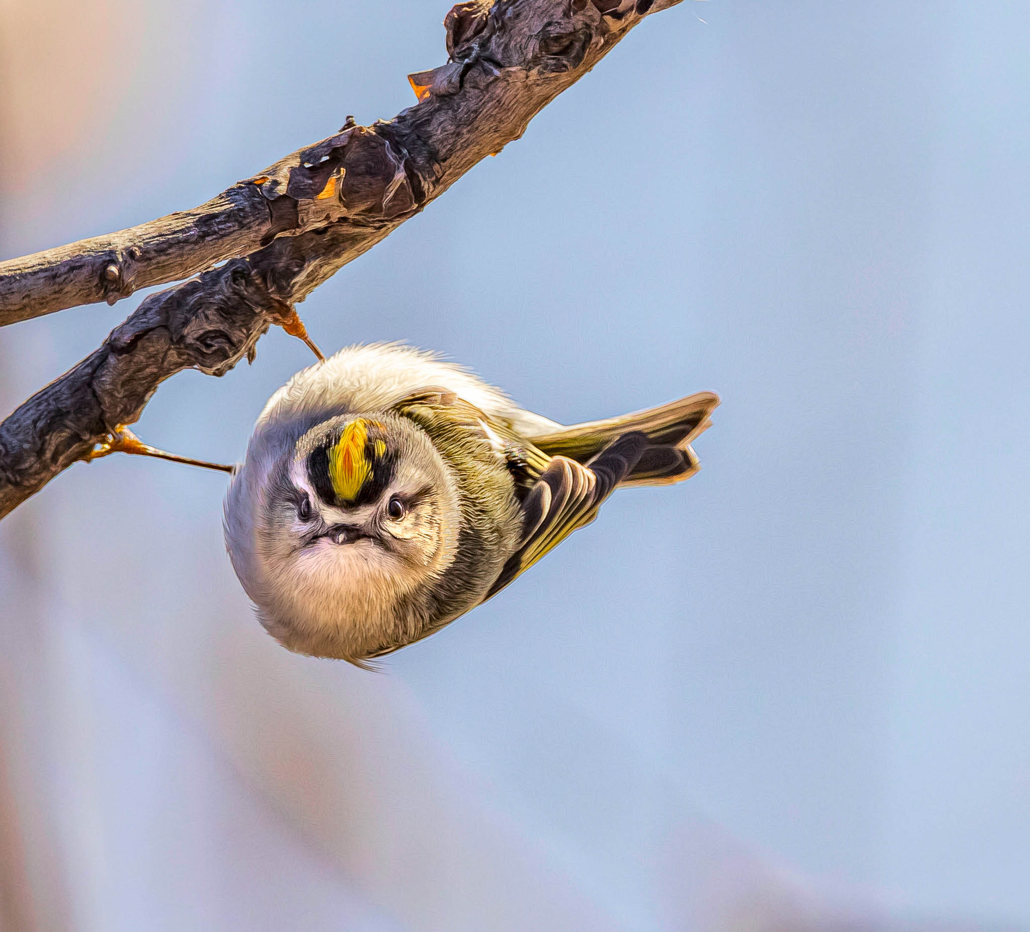Golden-crowned Kinglet